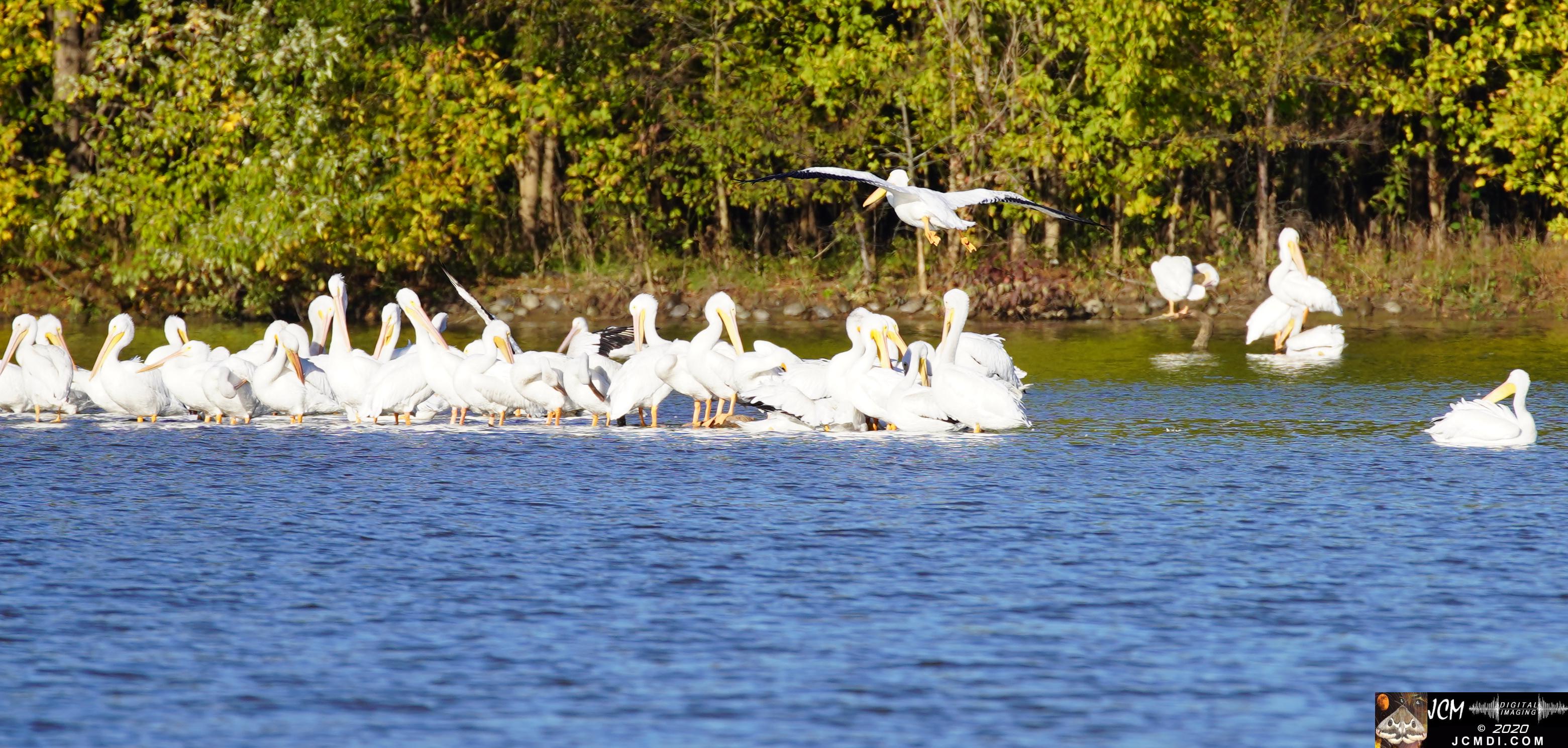 20201030 Old Hickory Lake TN Pelicans
